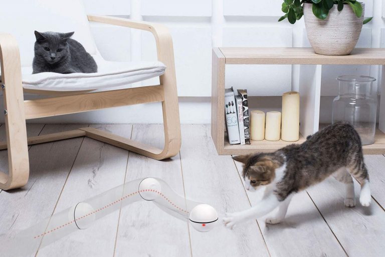 Top 10 innovative objects and toys for your cat